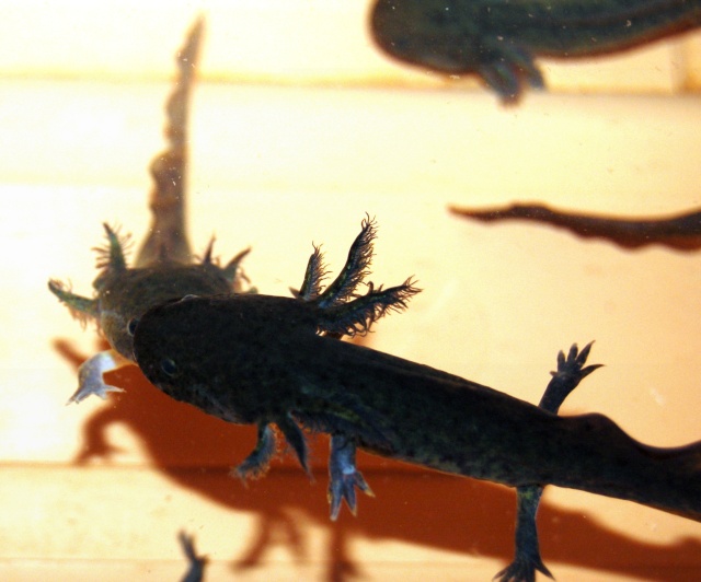 Mes minis loulous (axolotls) de plus de 6 mois! Dsc_6610