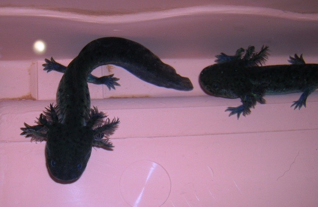 Mes minis loulous (axolotls) de plus de 6 mois! Dscn5112