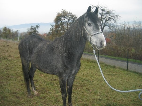 Photo Chevaux Bedouin Syriens Untitl22