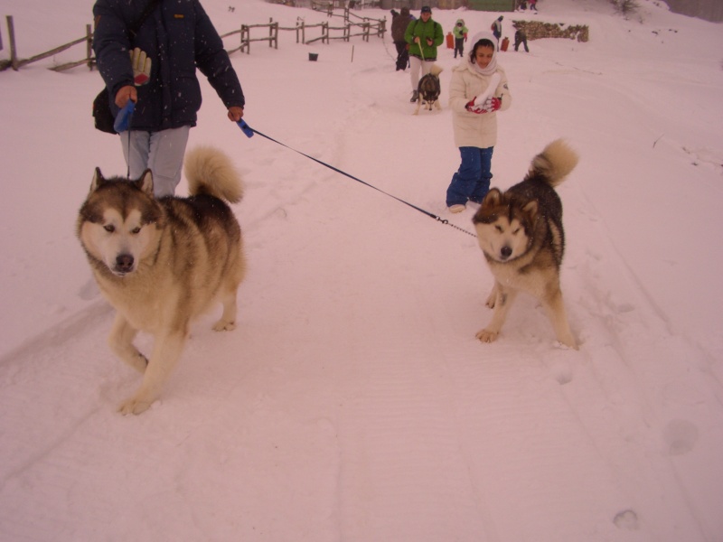 CONFERMA GIORNATA SLEDDOG CENTRO ITALIA Cimg2510