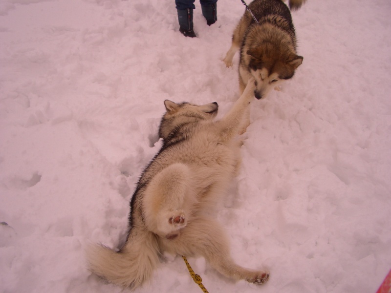 CONFERMA GIORNATA SLEDDOG CENTRO ITALIA Cimg2611