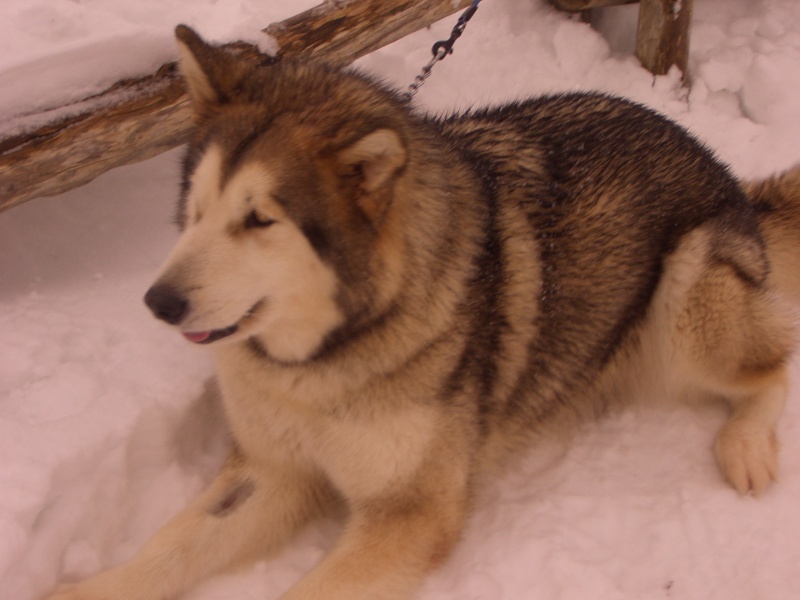 CONFERMA GIORNATA SLEDDOG CENTRO ITALIA Cimg2612