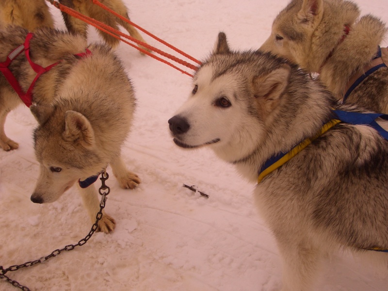 CONFERMA GIORNATA SLEDDOG CENTRO ITALIA Cimg2614