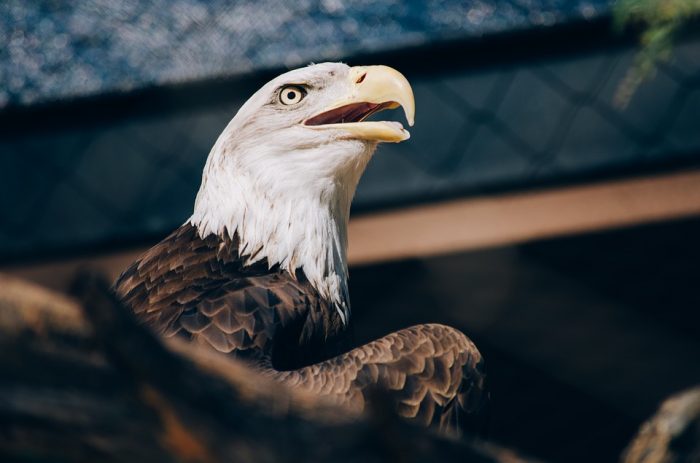 THE MOST IMPORTANT NEWS - A SIGN? A BADLY WOUNDED BALD EAGLE WAS RESCUED ON THE STREETS OF WASHINGTON D.C. RIGHT BEORE THE 4TH OF JULY Bald-e10