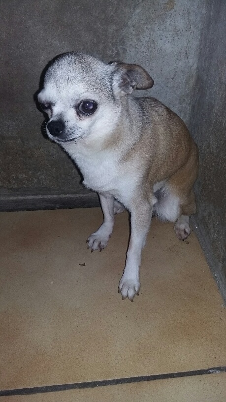 GLORIA, chihuahua 6 ans - F 20170623