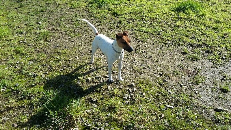 LOL, type jack russel 4 ans - M 20171012