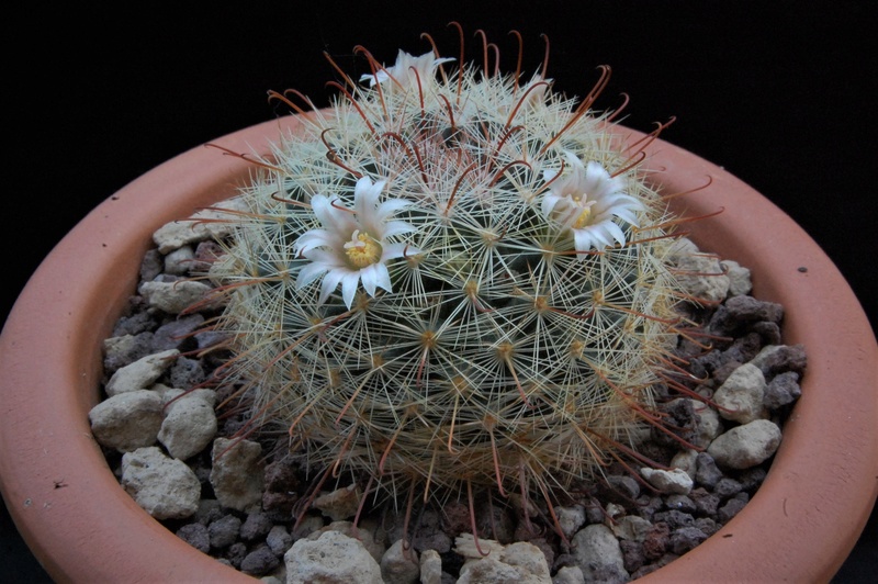 Mammillaria jaliscana 8065-211