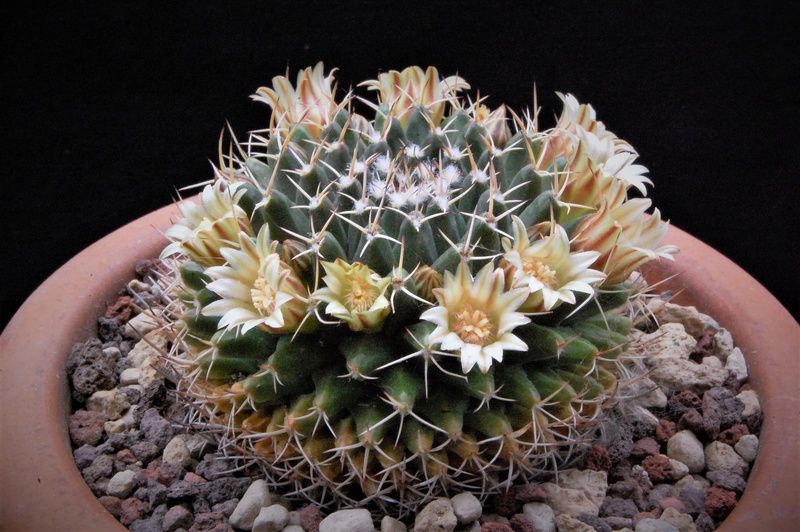 Mammillaria matehuala 8154-216