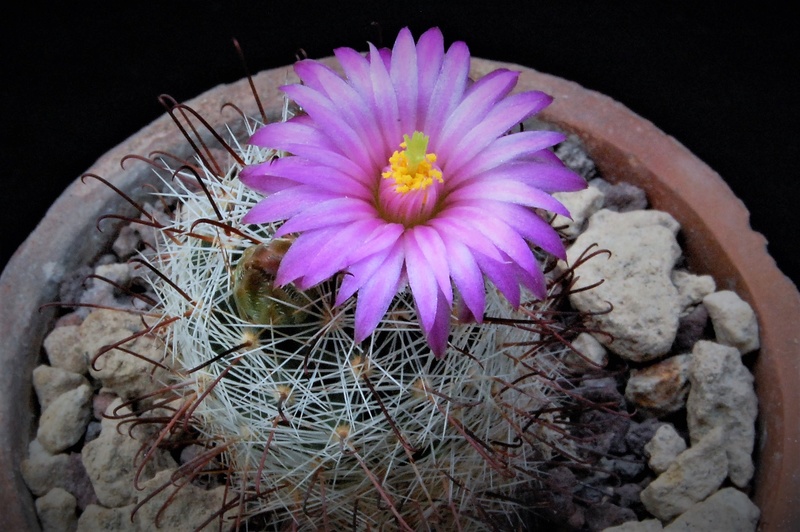 Mammillaria wrightii 9210-211