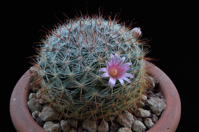 Mammillaria jaliscana 9462-210