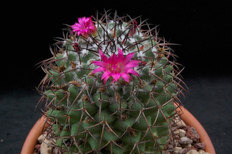 Mammillaria xochipilli 9720-210