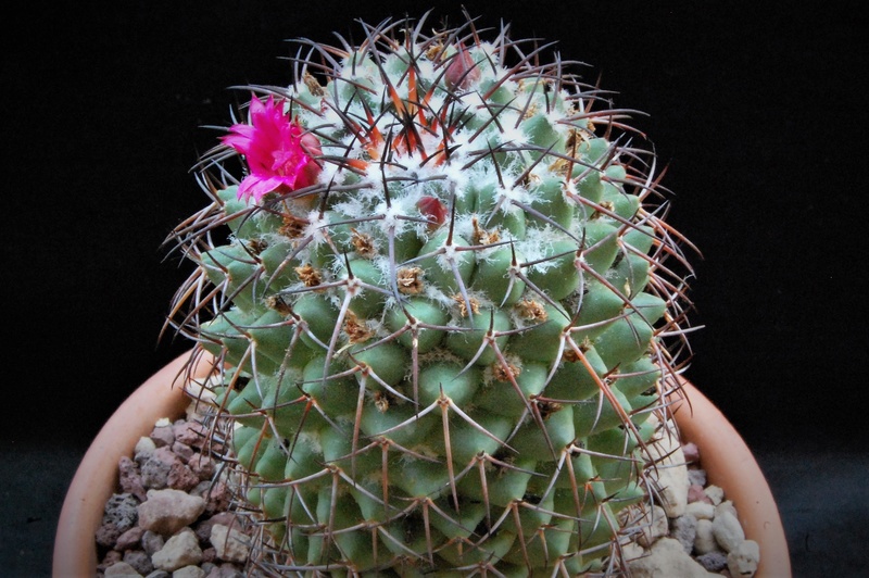 Mammillaria xochipilli 9720-211