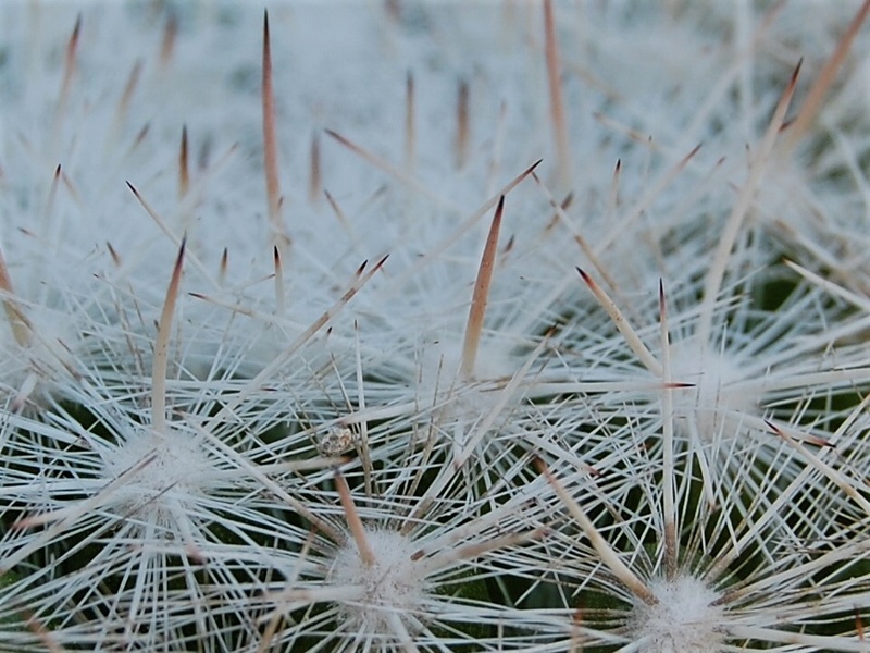 Mammillaria ortizrubiana Or10