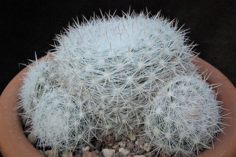 Mammillaria ortizrubiana Orrt10