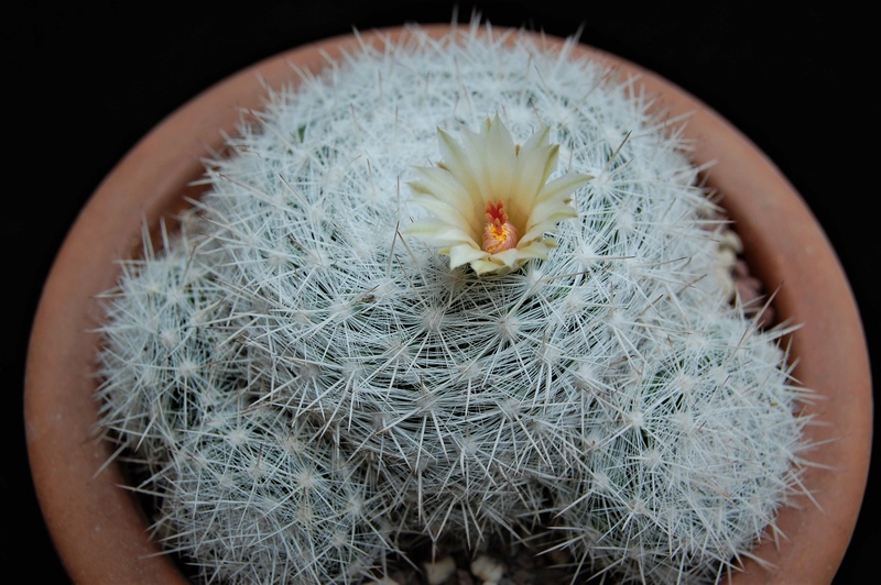 Mammillaria ortizrubiana Ortis10