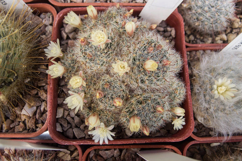 Mammillaria tezontle P7082711