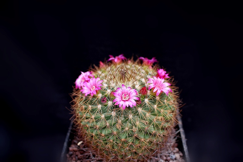 Mammillaria fuscata Rhodan10