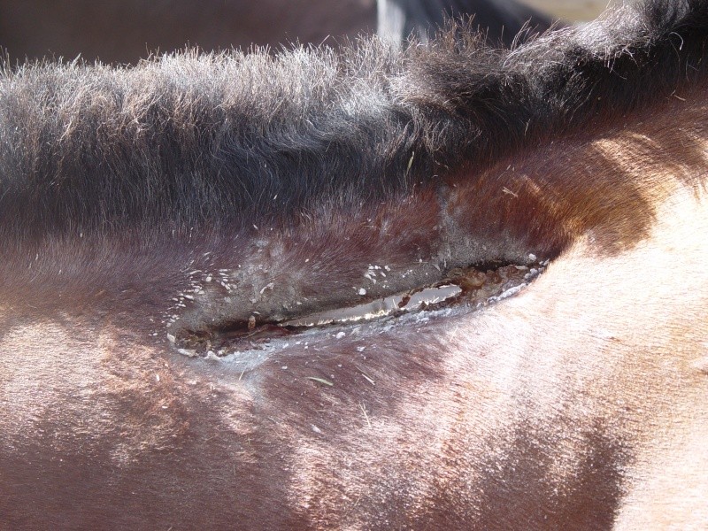 Pic of a horses neck that was attacked by a mountain lion Dsc08410
