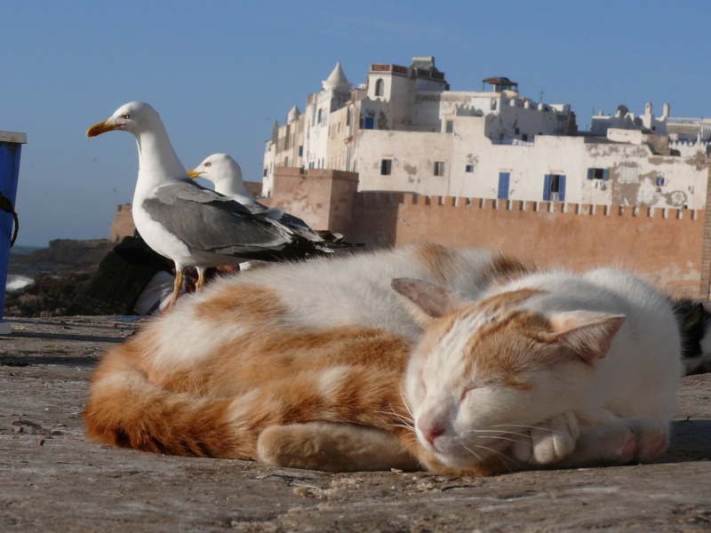 Les Chats d'Essouira P1010322