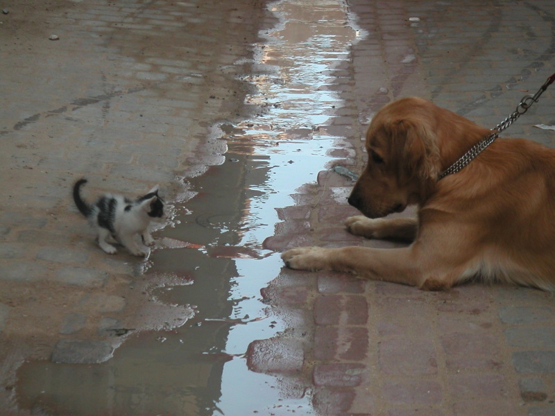 Les Chats d'Essouira Pict0311