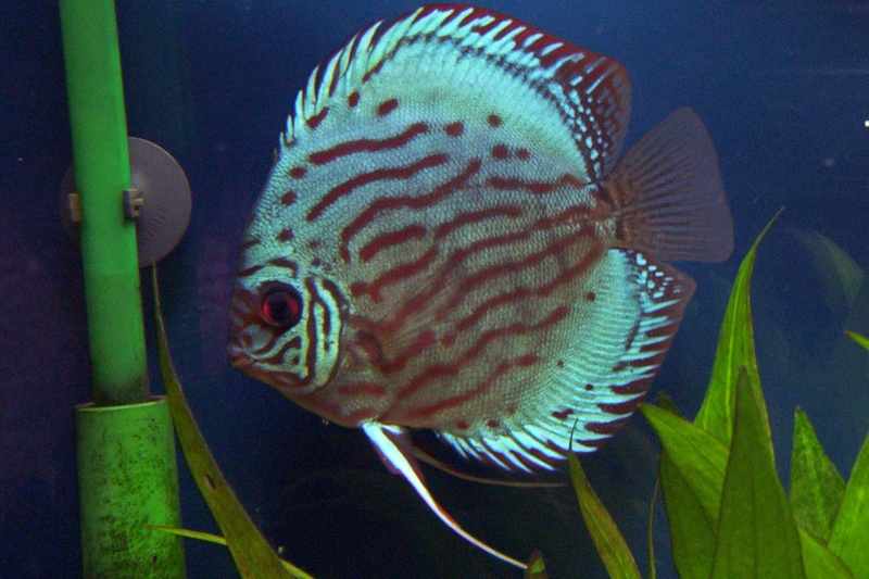 Show us your tanks ------ Discus10