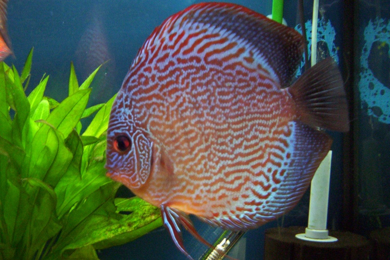 Show us your tanks ------ Discus14