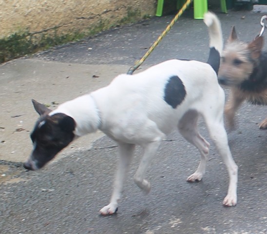 BEPSY - x jack russel 1 an - Sos Animaux à Moineville (54) 47210