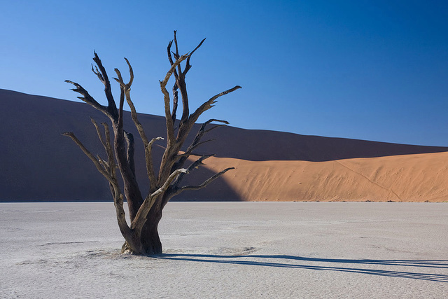 LES ARBRES MORTS DE DEAD VLEI (Namibie) 1024px13