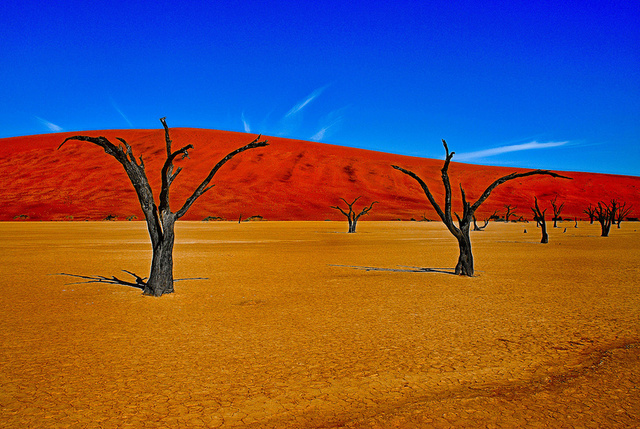 LES ARBRES MORTS DE DEAD VLEI (Namibie) Dead-t10