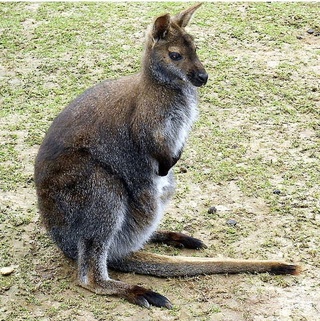 KANGOUROUS, KOALAS ET MARSUPIAUX... Wallab11