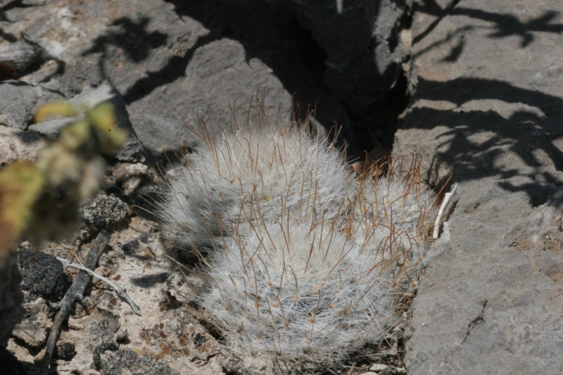 ID mammillaria Img_1611