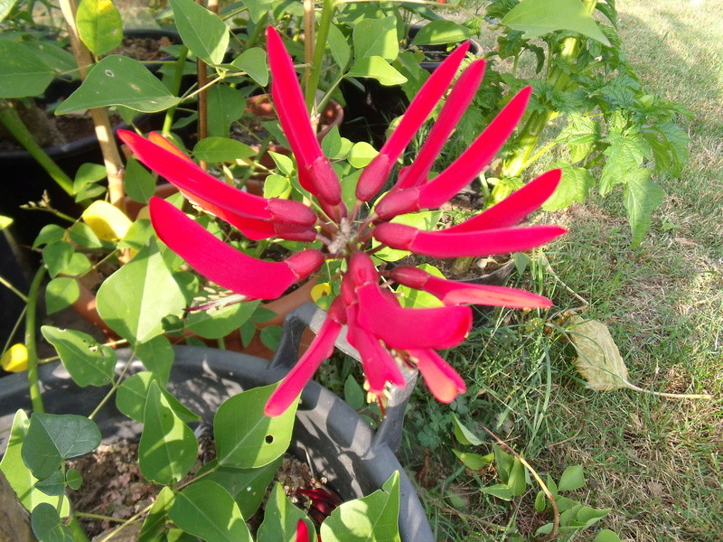 Erythrina x bidwillii [Identification] E_hybr11