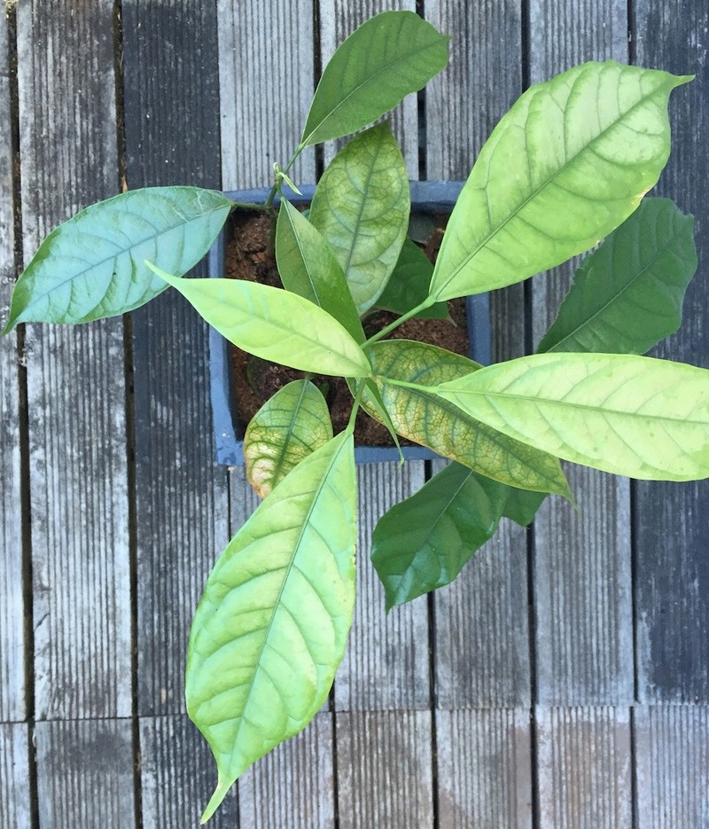 Culture ethnobotanique en France : Kolatier - Noix de Cola nitida, acuminata et gigantea. Captur20