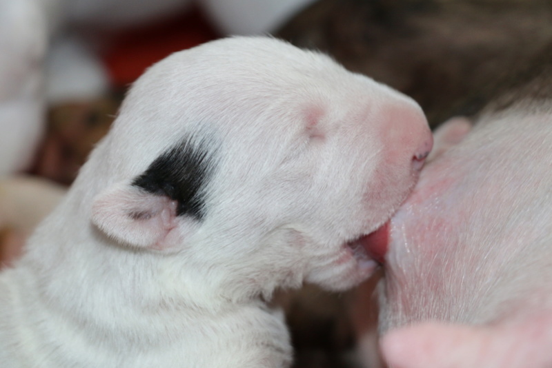 CH Teirwgwyn Top Gun x CH Trick Or Treat Itsy Bitsy Spider Img_9212