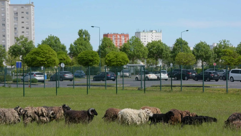 Nu, il broutait de l’herbe  B9712210