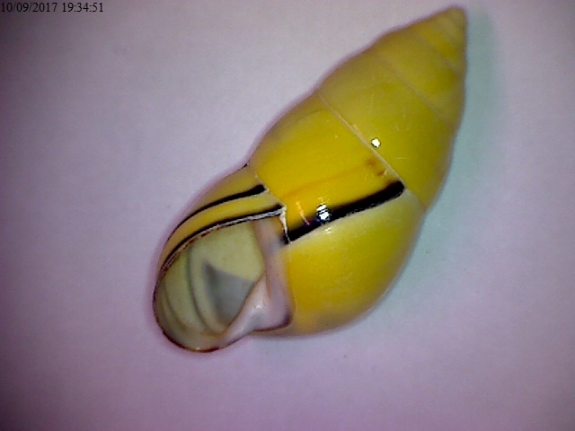Amphidromus perversus butoti Laidlaw & Solem, 1961 Cb10