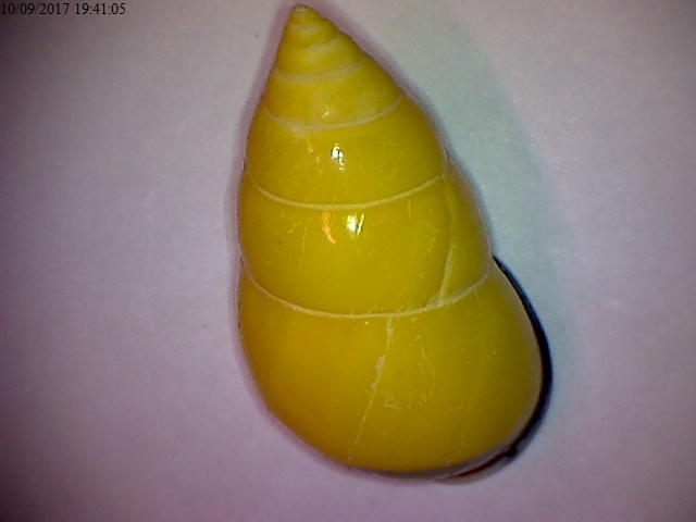 Amphidromus perversus butoti Laidlaw & Solem, 1961 Da10