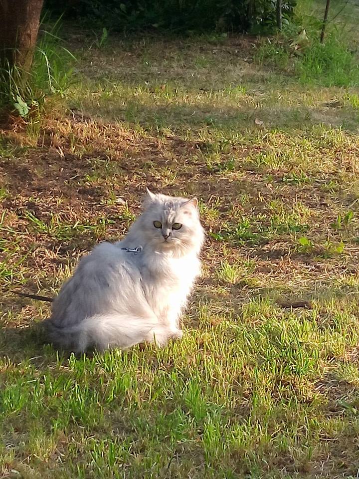 ÉCUME , croisée persane grise , 3 ans ,  F  , FIV +  - Page 2 19433310