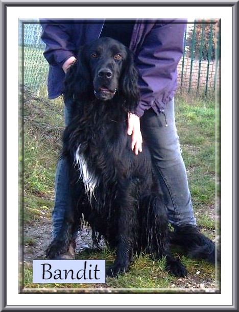 BANDIT, setter noir de 4 ans, superbe "gamin" au Refuge des Bérauds - Romans (26) Bandit11