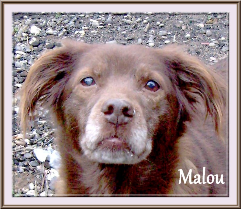 urgent pour MALOU  ( BETTY dcd)  mamie de  13 ans, refuge des bérauds de  Romans (26) Malou10