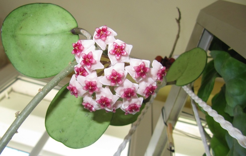 mes floraisons Hoyas 00114