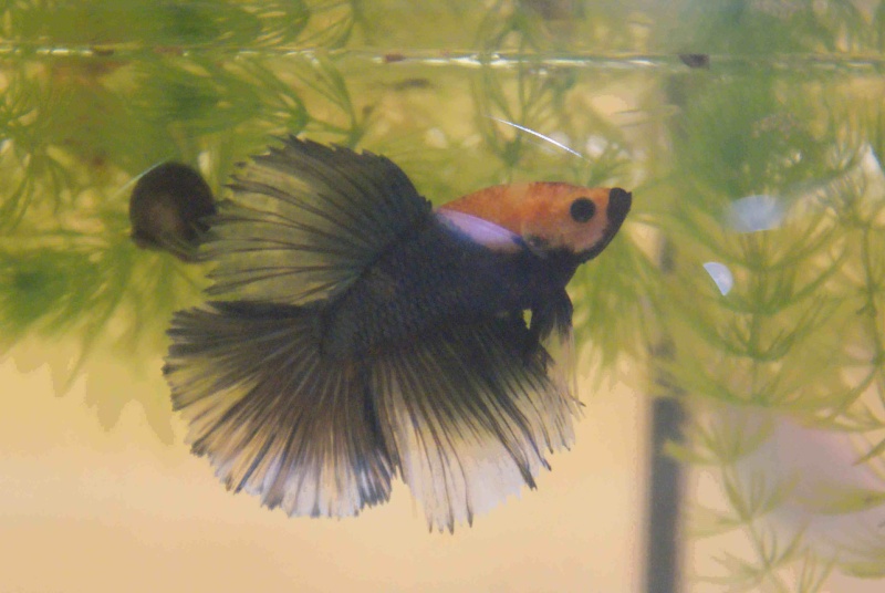 Male SD v femelle crowntail cambodge Profil10