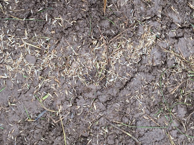 Semis pelouse : Ray grass, fétuque... ? Img_0313