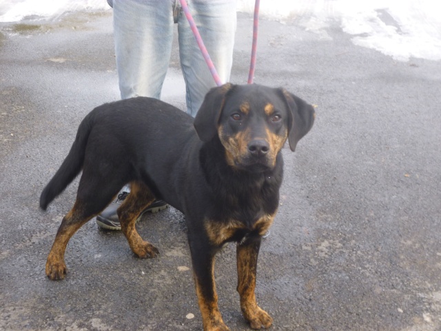 BANDIT, Croisé Beauceron, 3 ans - M 01611