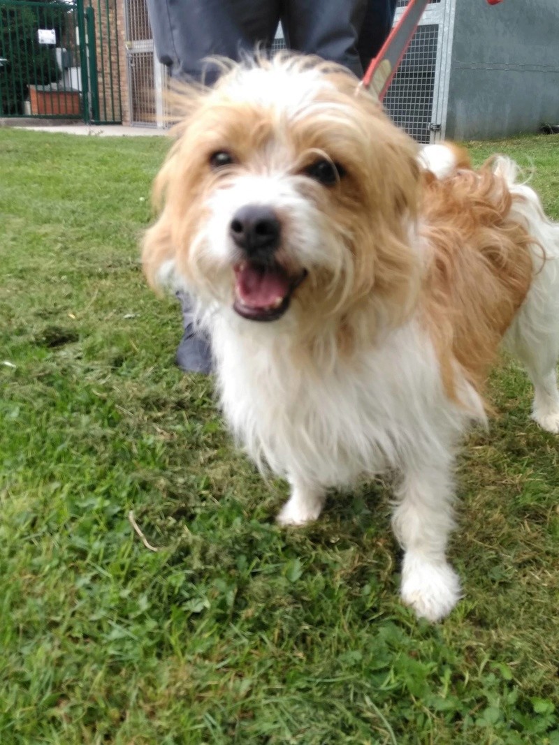 box 11  Milou griffon blanc et roux male 1 an et demi  -  refuge de Béthune (62)   21057210