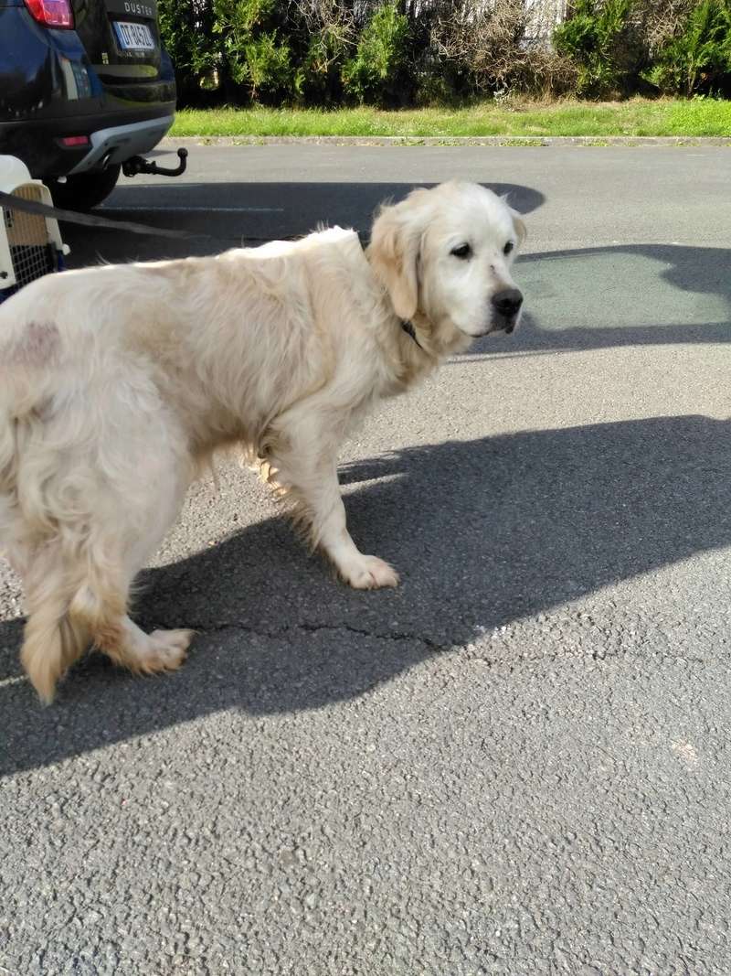 box a preciser Crumbel golden femelle 10 ans - refuge de Béthune (62) 21769110