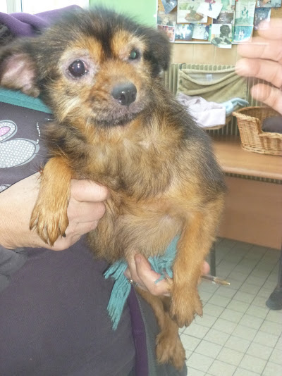 CAPUCINE X TERRIER/PEKINOIS F 6 ANS REFUGE DANS LE 62 28717410