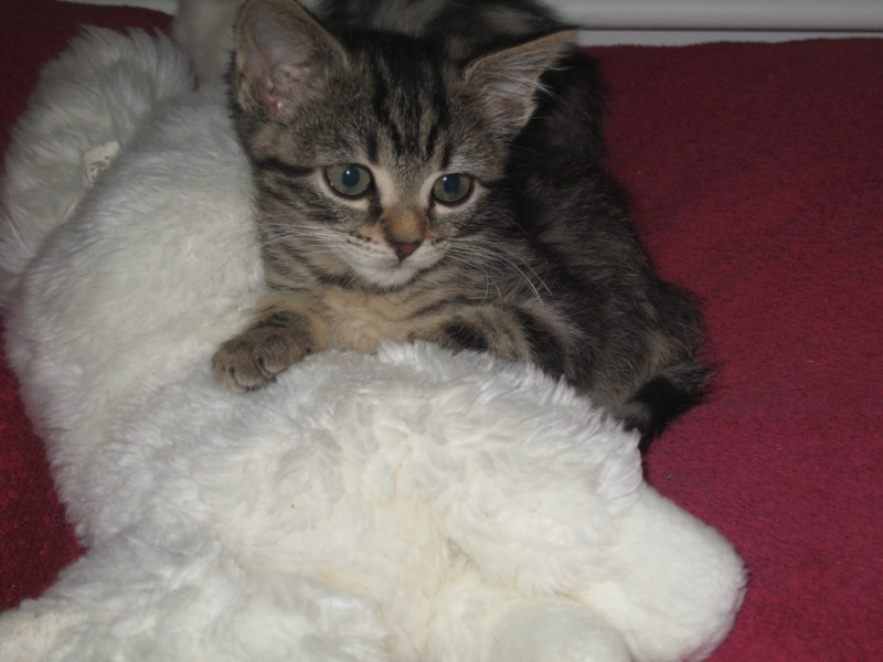 Igloo et Illona Chaton25