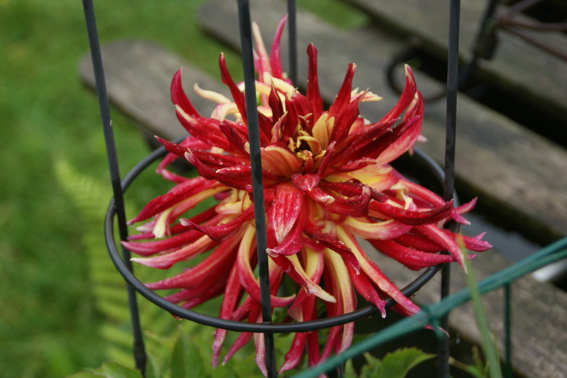 Dahlia - Page 6 Dsc04412