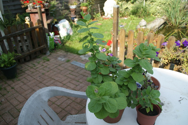 Coleus canina Dsc04611